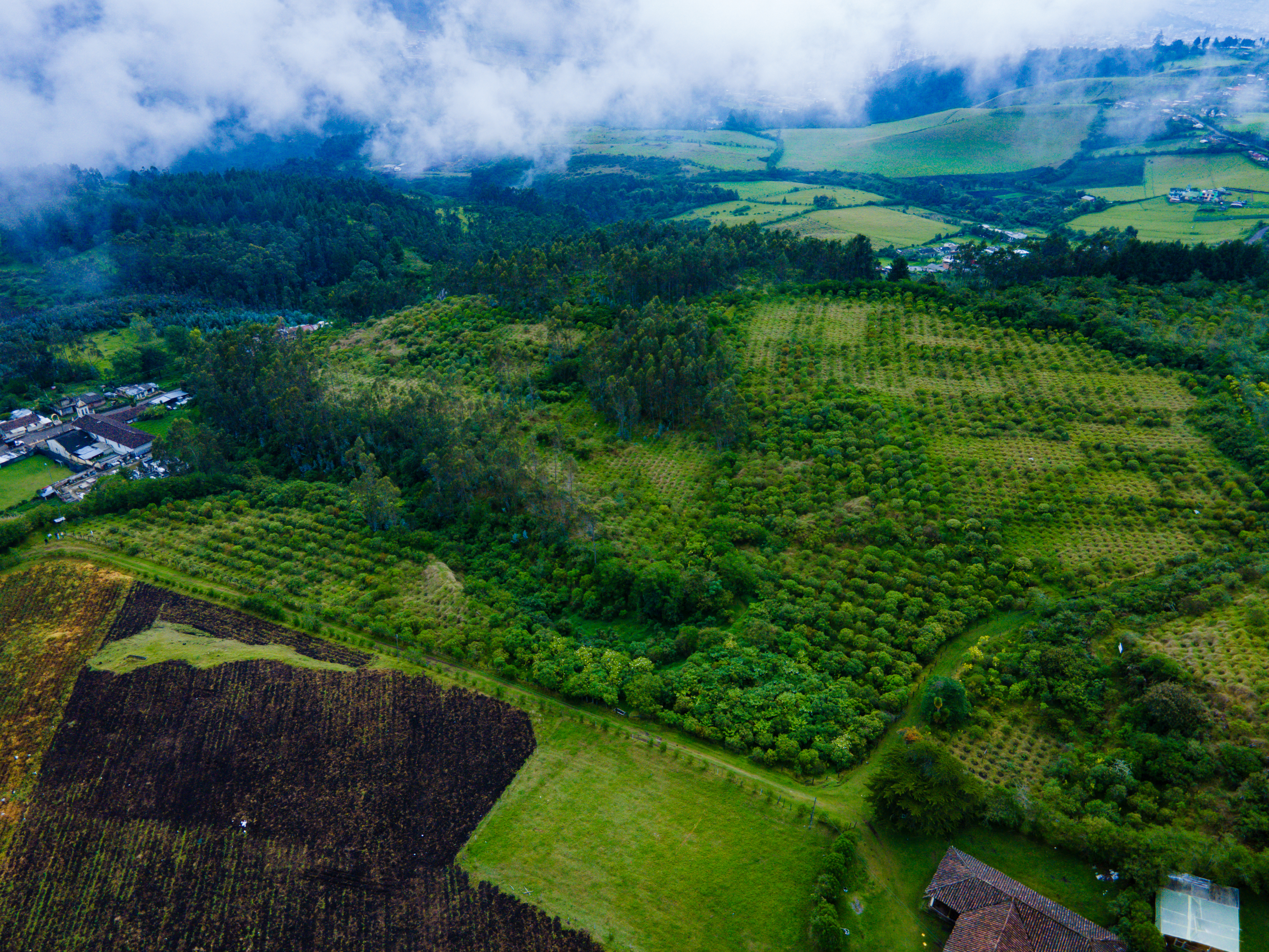 Imagen relacionada con Rutas con Historias: Más de 500 mil árboles sembrados para la conservación ambiental en la vía Rumichaca – Pasto
