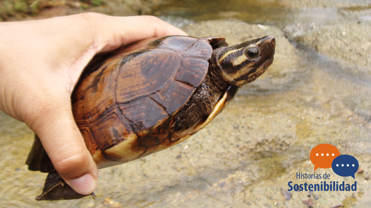 Imagen relacionada con El estero San Joaquín, el nuevo hogar de la tortuga cabeza de cinta, la rata espinosa y la zorra patona