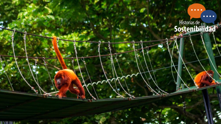 Imagen relacionada con Pasos de fauna, infraestructura pensada para el bienestar de todos