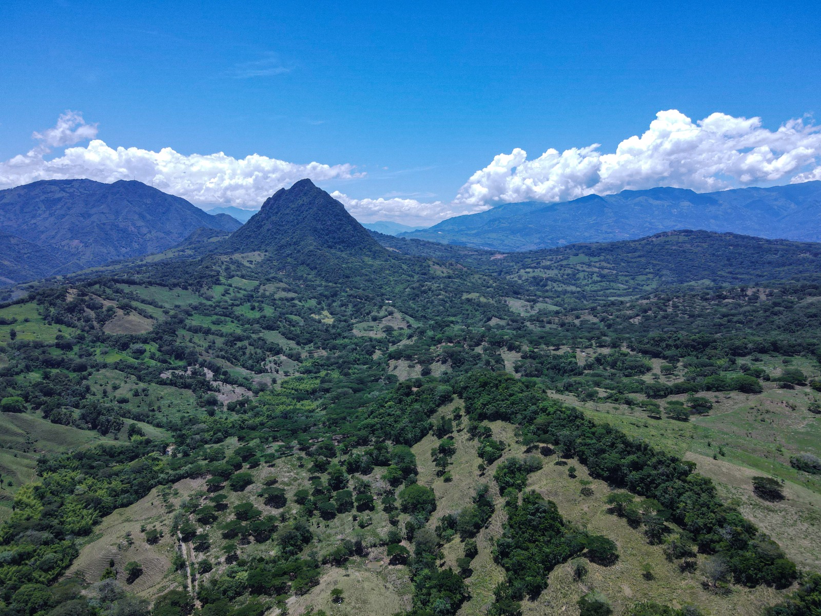 Imagen relacionada con Más de 650 mil árboles sembrados a lo largo del corredor Pacífico 2 en el Suroeste de Antioquia