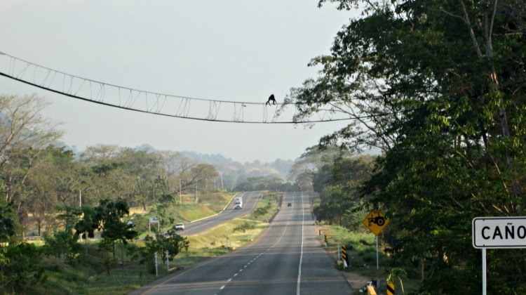 Imagen relacionada con Ruta del Sol Sector 2 construye pasos de fauna arborícolas para circulación de primates