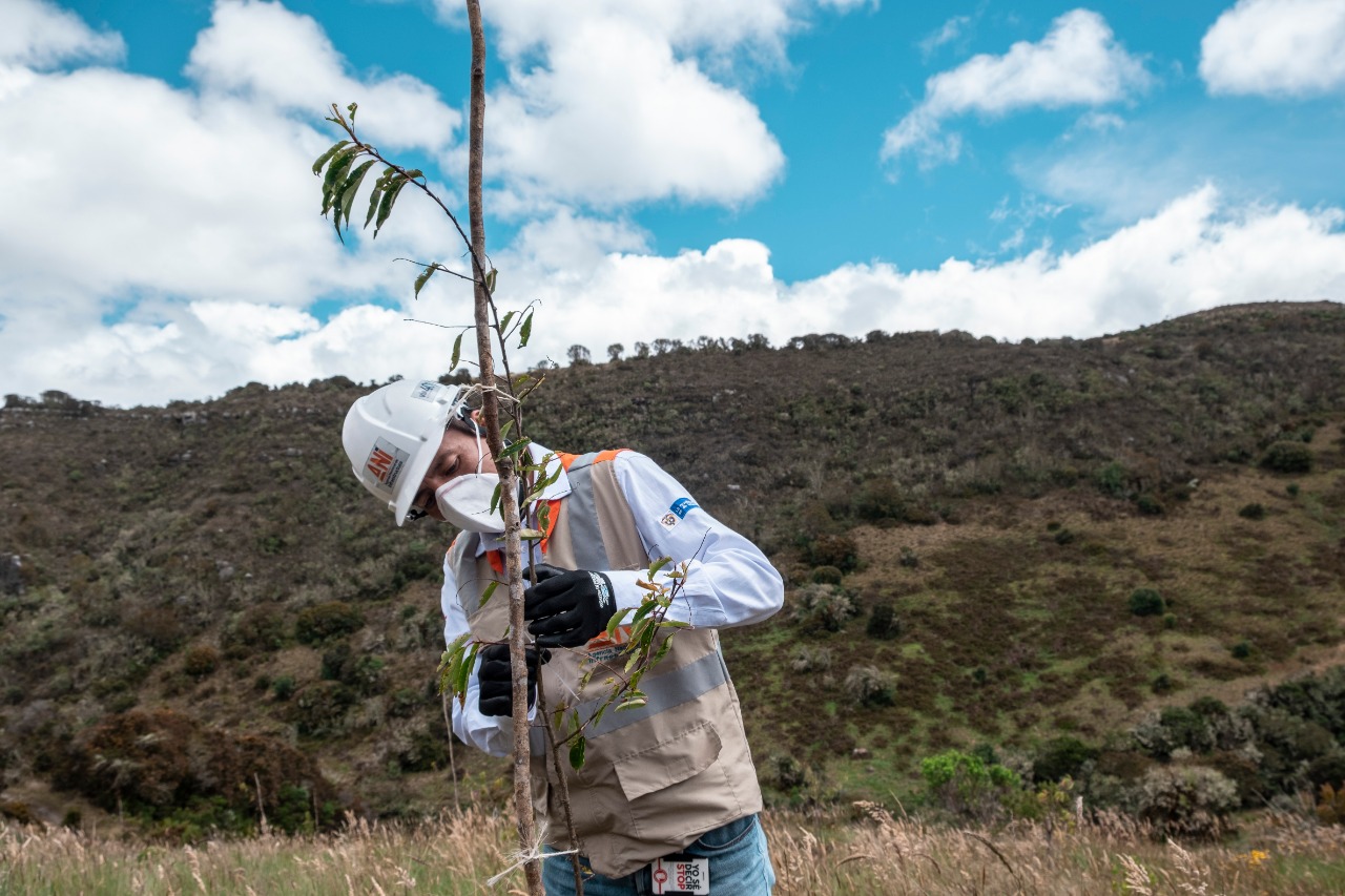Imagen relacionada con Proyecto Bogotá – Girardot avanza en su compensación social y ambiental con más de 3.300 árboles nativos sembrados