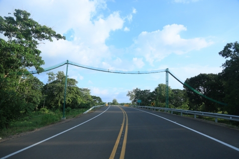 ANI logra la construcción de más de 430 pasos de fauna para proteger especies en corredores viales del país. 