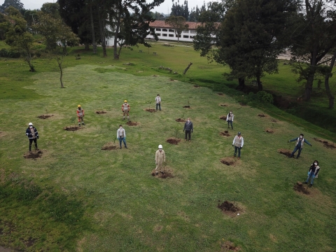 Van 40.000 árboles sembrados en el norte de Bogotá  con proyecto de la ANI