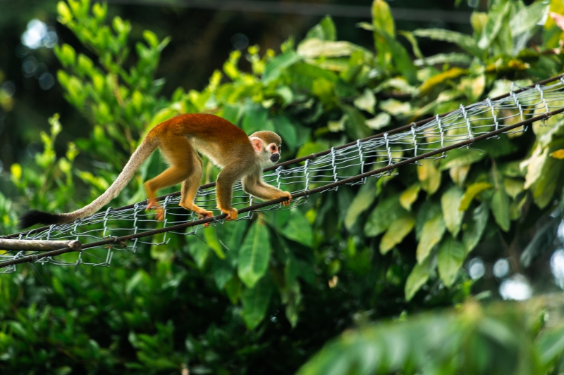 Foto de mono pasando por una estructura elevada para protección de fauna