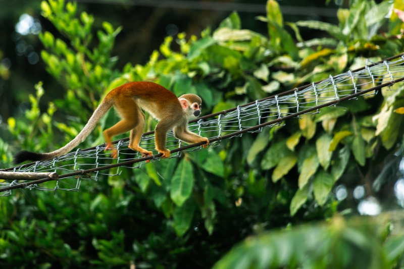 Foto de mono pasando por una estructura elevada para protección de fauna