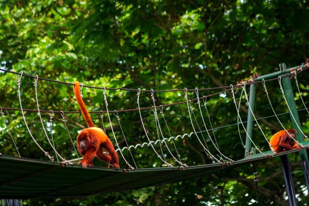 Los pasos de fauna, vitales para salvaguardar la vida de más de seis mil animales en vías nacionales