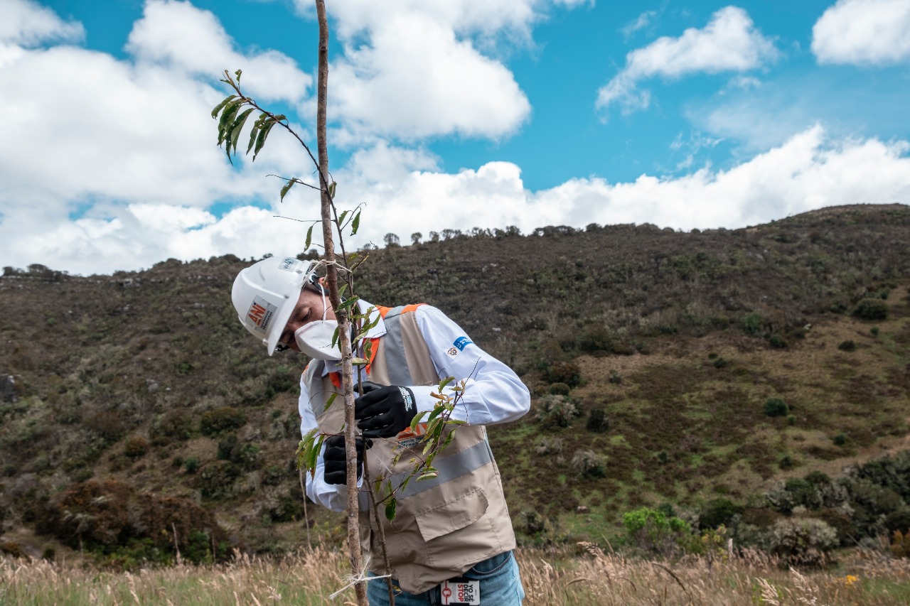 Proyecto Bogotá – Girardot avanza en su compensación social y ambiental con más de 3.300 árboles nativos sembrados