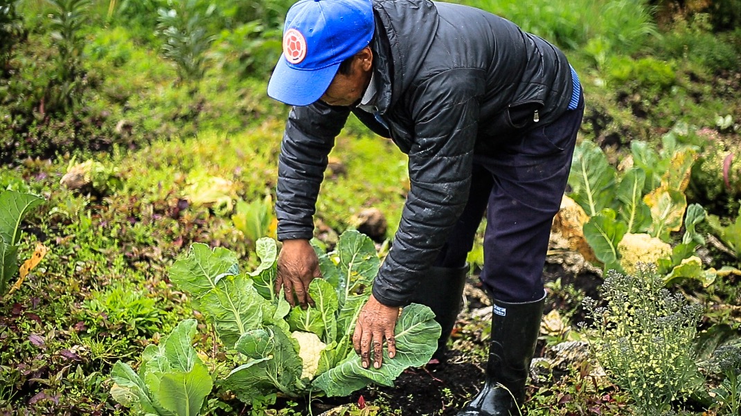 HUERTOS LEÑEROS BENEFICIAN A 822 FAMILIAS NARIÑENSES QUIENES CONTRIBUYEN A FRENAR EL CAMBIO CLIMÁTICO