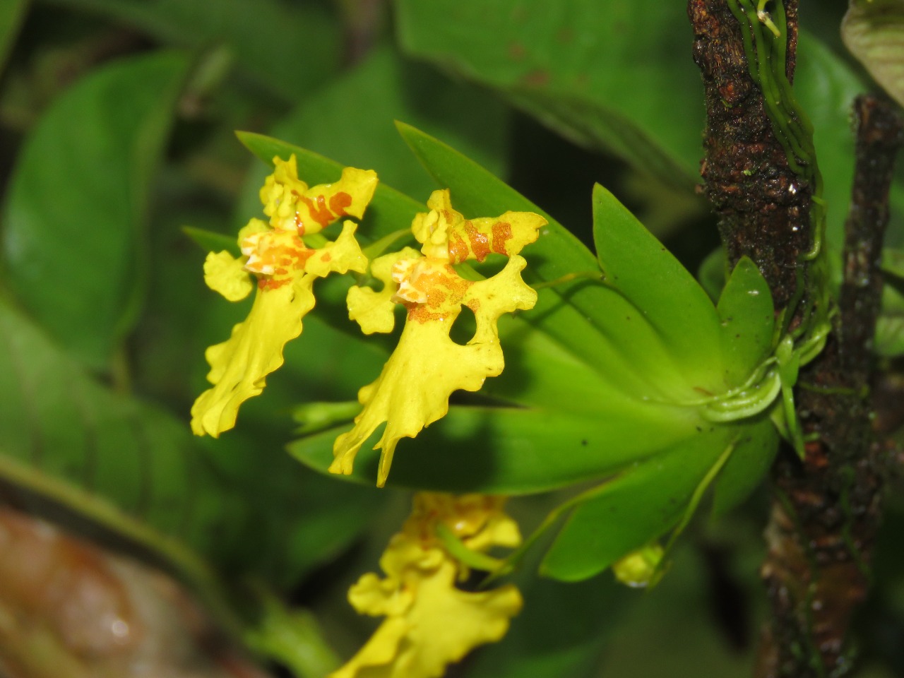 194 especies de orquídeas y bromelias han sido reubicadas para preservar la biodiversidad en la Autopista al Mar 2 194 especies de orquídeas y bromelias han sido reubicadas para preservar la biodiversidad en la Autopista al Mar 2